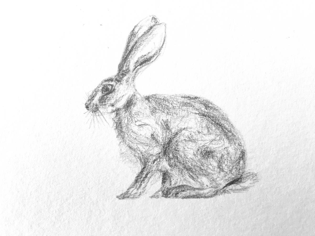 Wild Hare Vakantieboerderij *